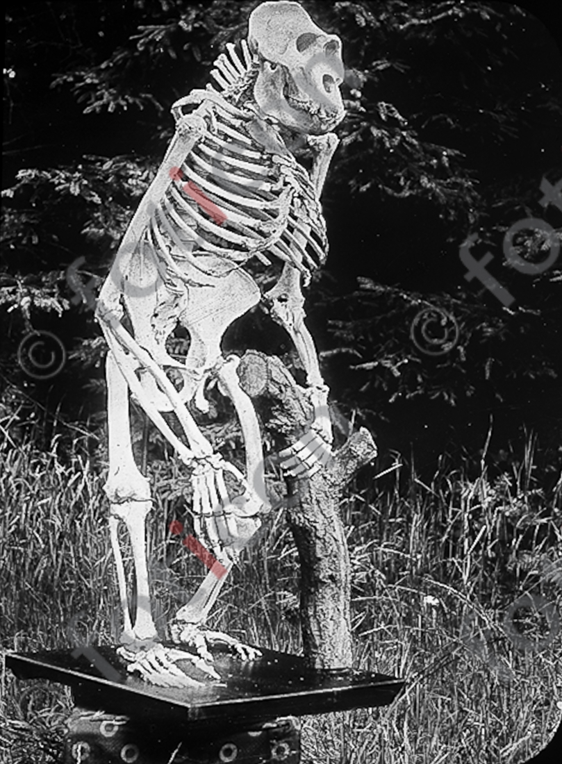 Gorillaskelett | Gorilla skeleton  - Foto foticon-simon-167-028-sw.jpg | foticon.de - Bilddatenbank für Motive aus Geschichte und Kultur